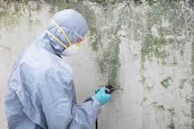 Best Basement Mold Removal  in Pascoag, RI